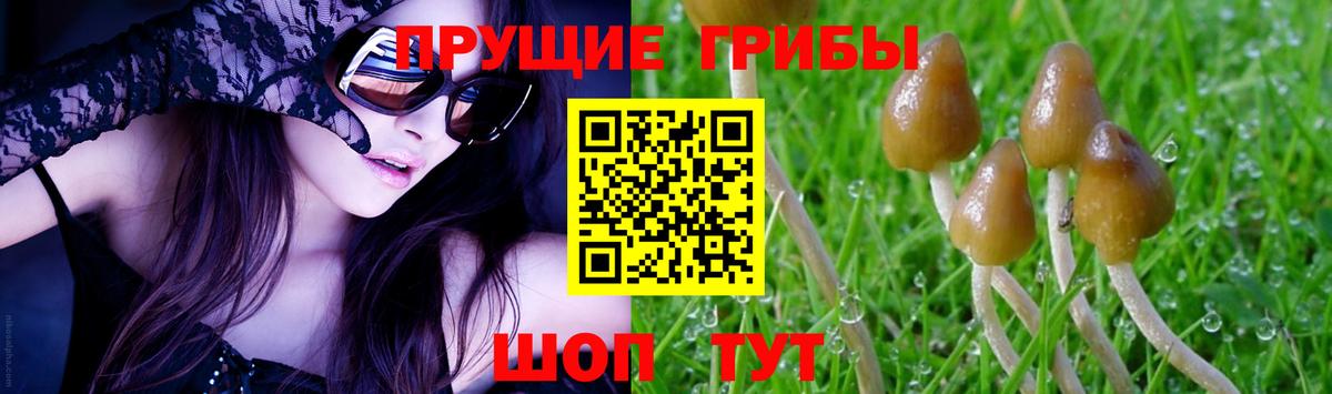 Псилоцибиновые грибы прущие грибы  Вязники 